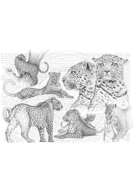 Marcello-art: African Wildlife 197 - H&H Big Five Leopard