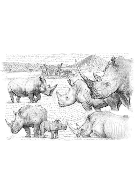 Marcello-art: African Wildlife 198 - H&H Big Five White rhino