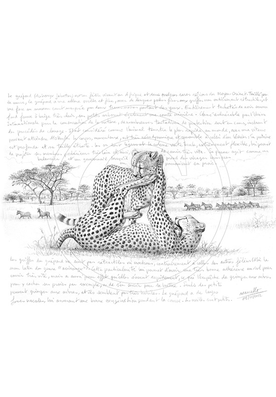 Marcello-art: African Wildlife 210 - Cheatah 6