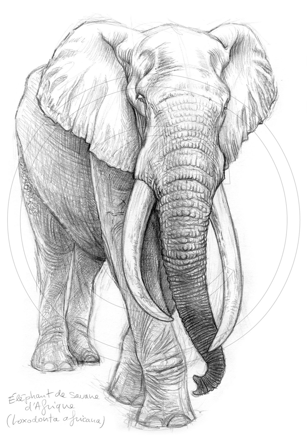 Marcello-art : Faune Africaine 213 - Éléphant
