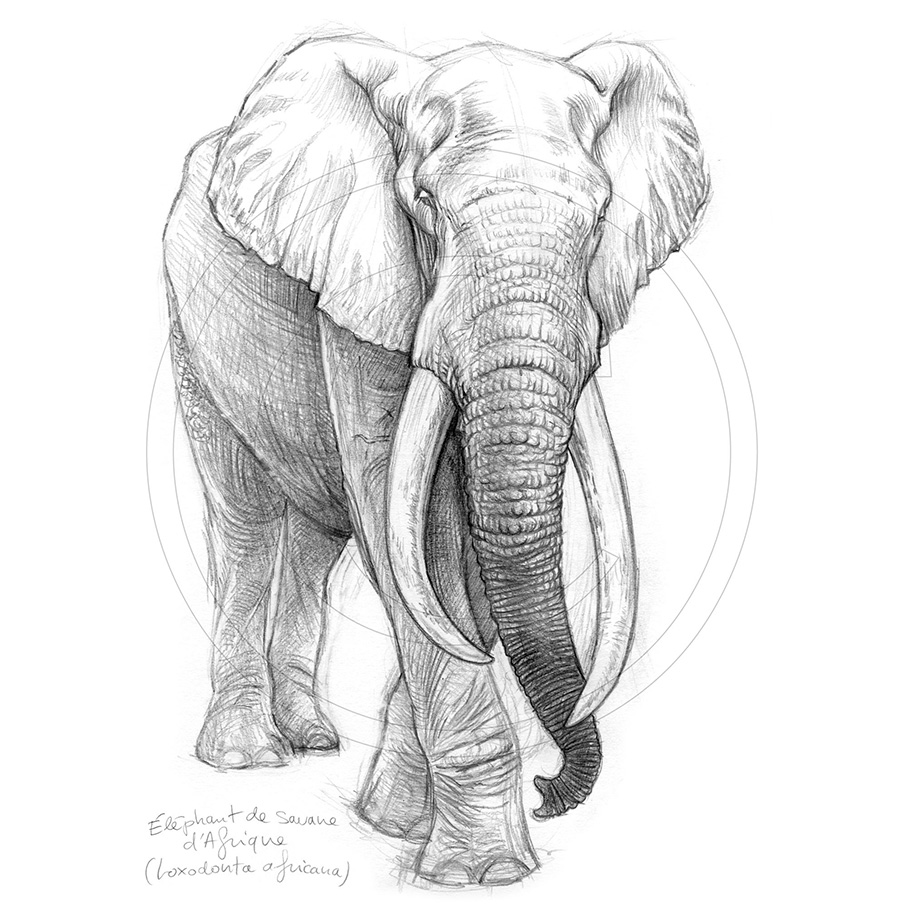 Marcello-art: 213 - Elephant