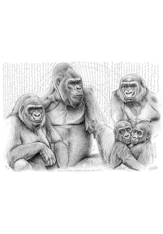 Marcello-art: African Wildlife 214 - Western lowland gorilla