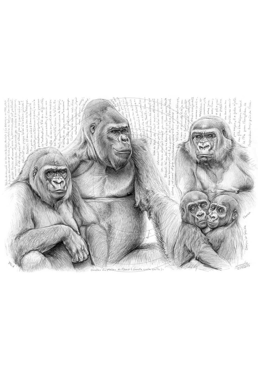 Marcello-art : Faune Africaine 214 - Gorilles des plaines de l'ouest