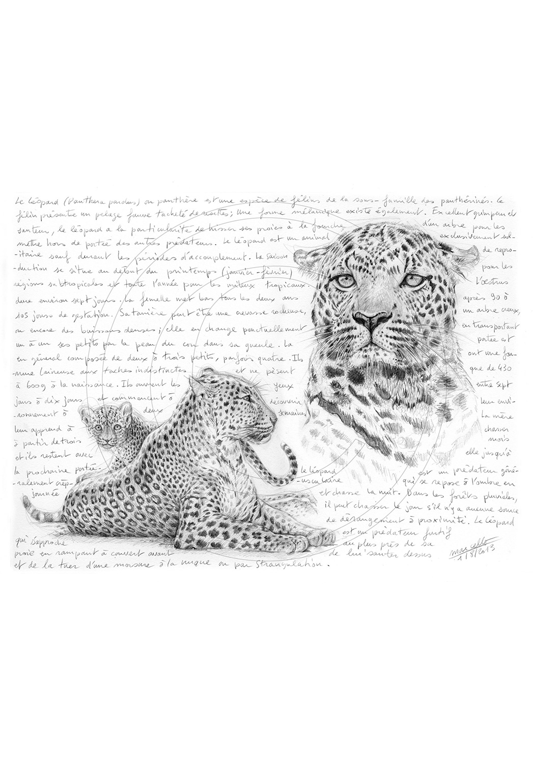 Marcello-art : Faune Africaine 229 - Mère léopard