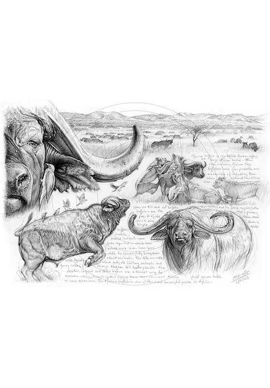 Marcello-art: African Wildlife 244 - H&H Big Five Cap buffalo