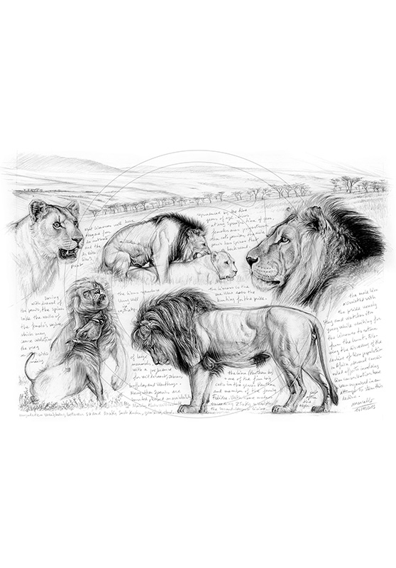 Marcello-art: African Wildlife 245 - H&H Big Five Lion