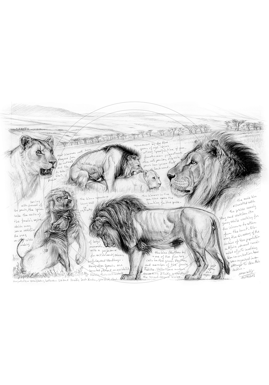 Marcello-art : Faune Africaine 245 - H&H Big Five Lion