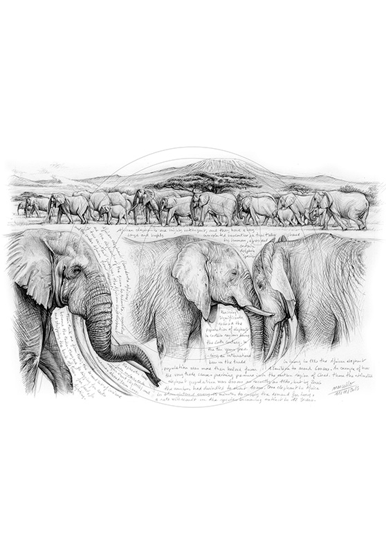 Marcello-art : Faune Africaine 246 - H&H Big Five Éléphant
