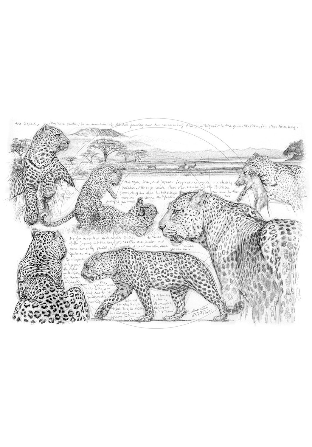 Marcello-art: African Wildlife 247 - H&H Big Five Leopard