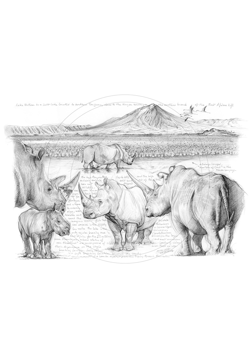 Marcello-art: African Wildlife 248 - H&H Big Five White rhino