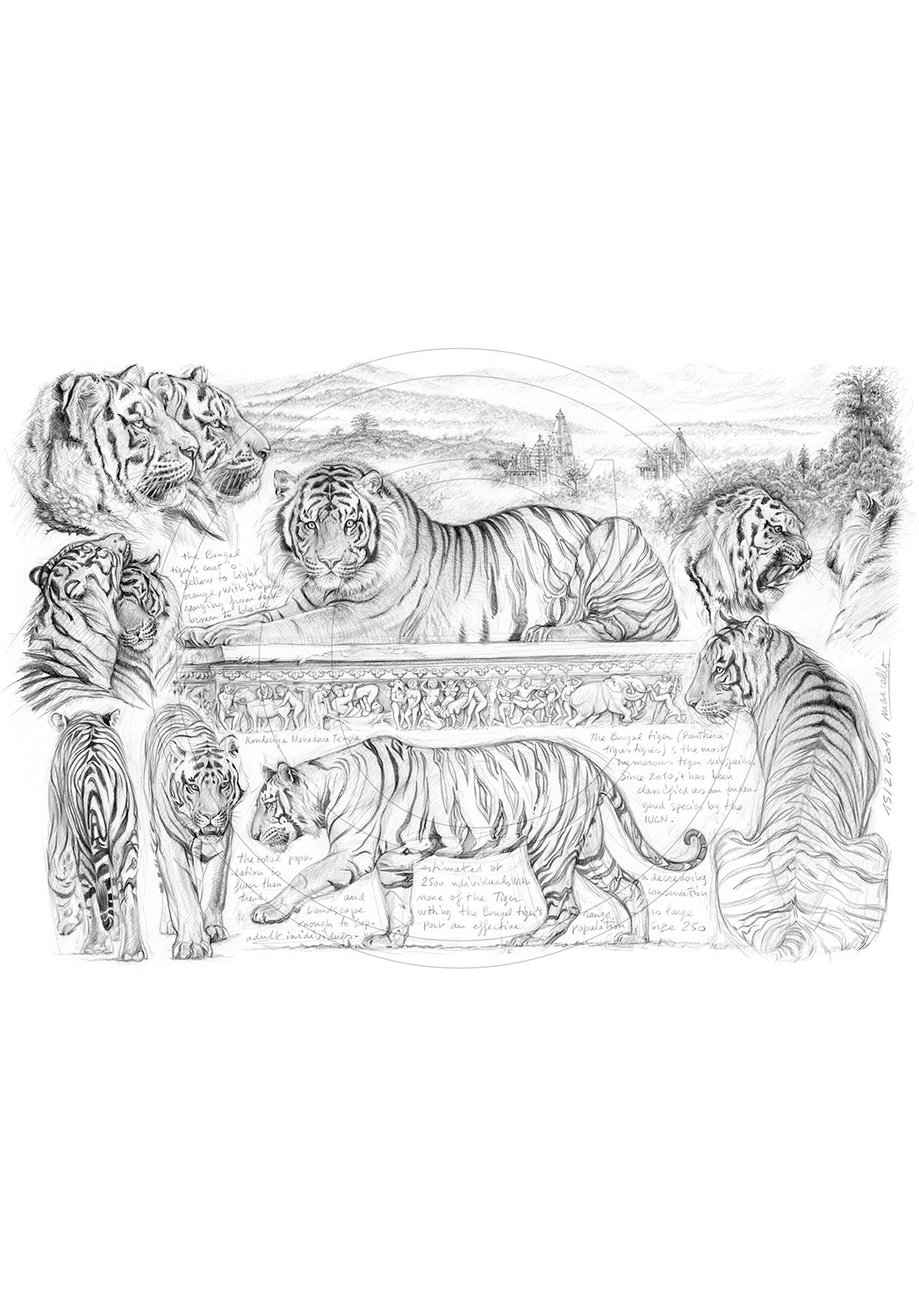 Marcello-art: African Wildlife 249 - H&H Tiger