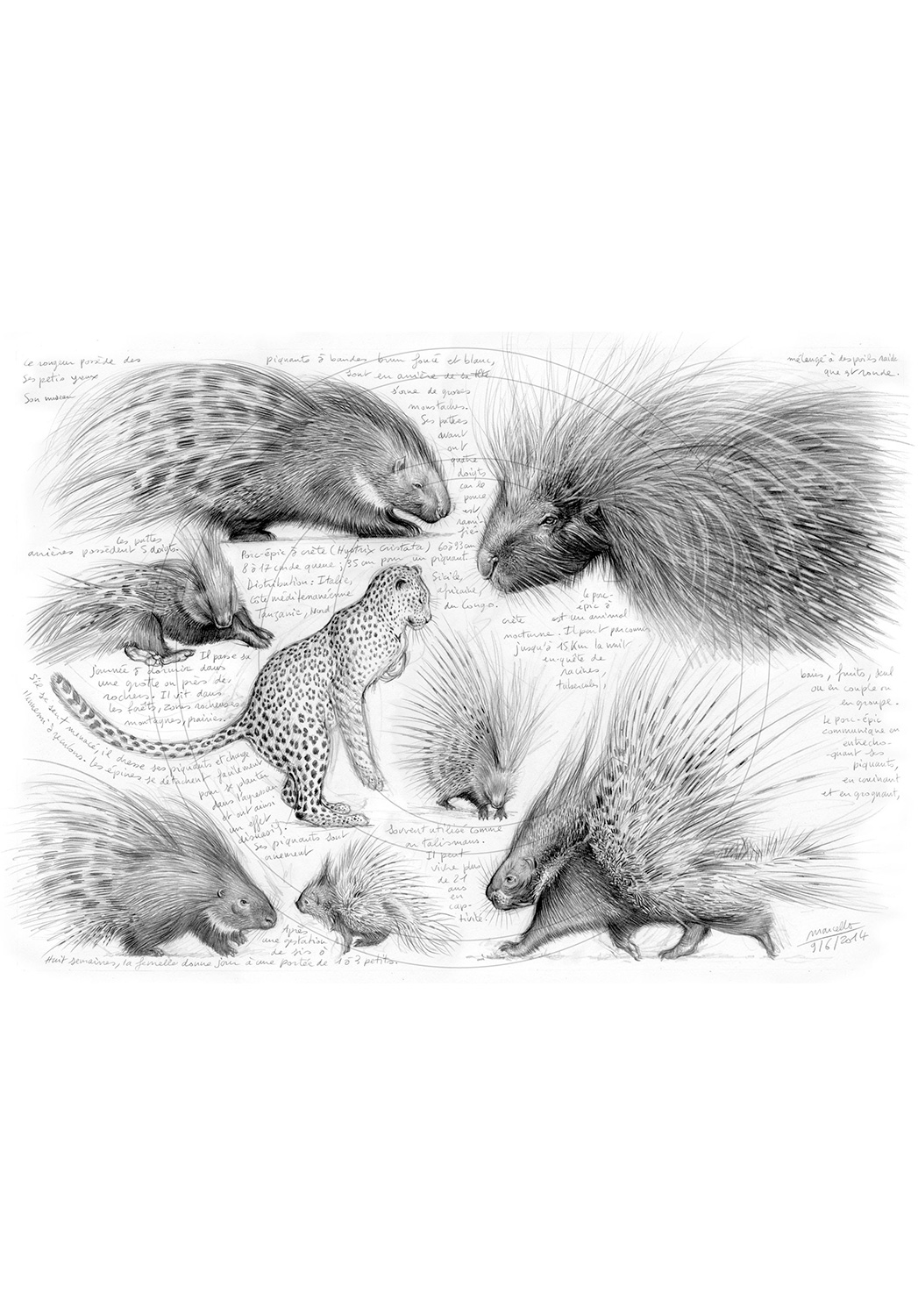 Marcello-art: African Wildlife 260 - African crested porcupine