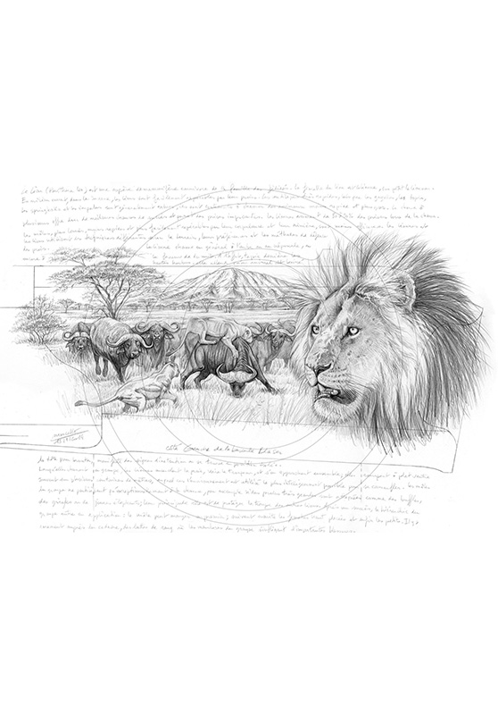 Marcello-art : Faune Africaine 275 - Lion Gravure Blaser