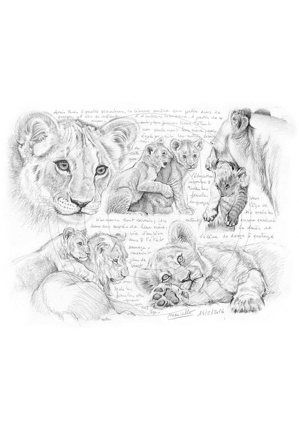 Marcello-art: African Wildlife 331 - Young lions
