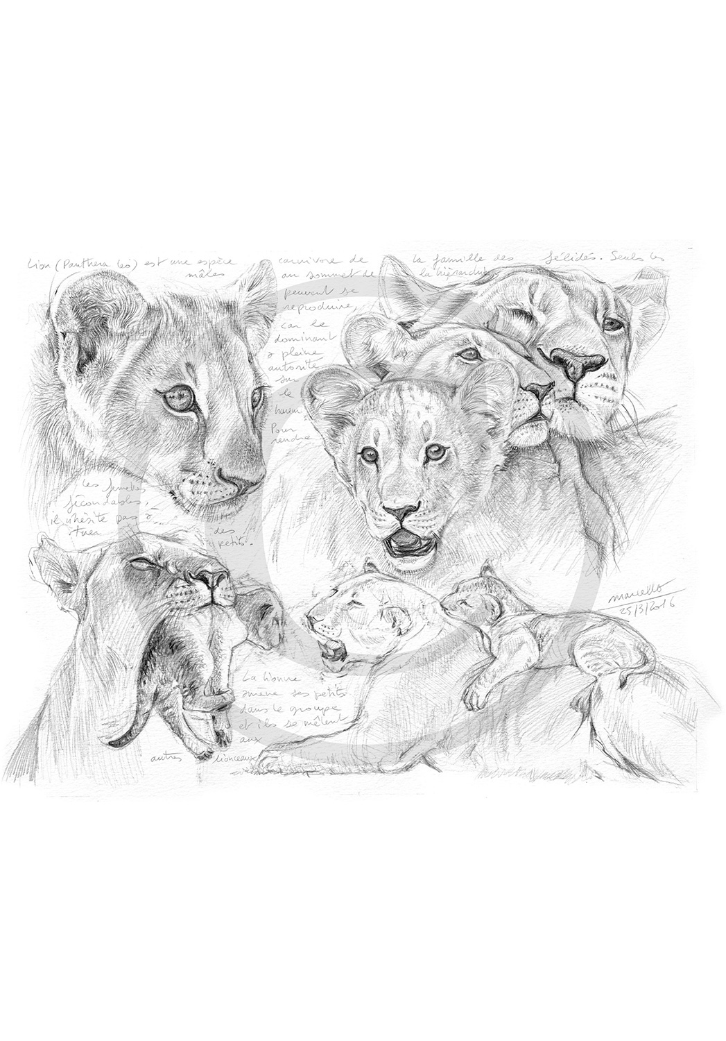 Marcello-art: African Wildlife 335 - Young lions