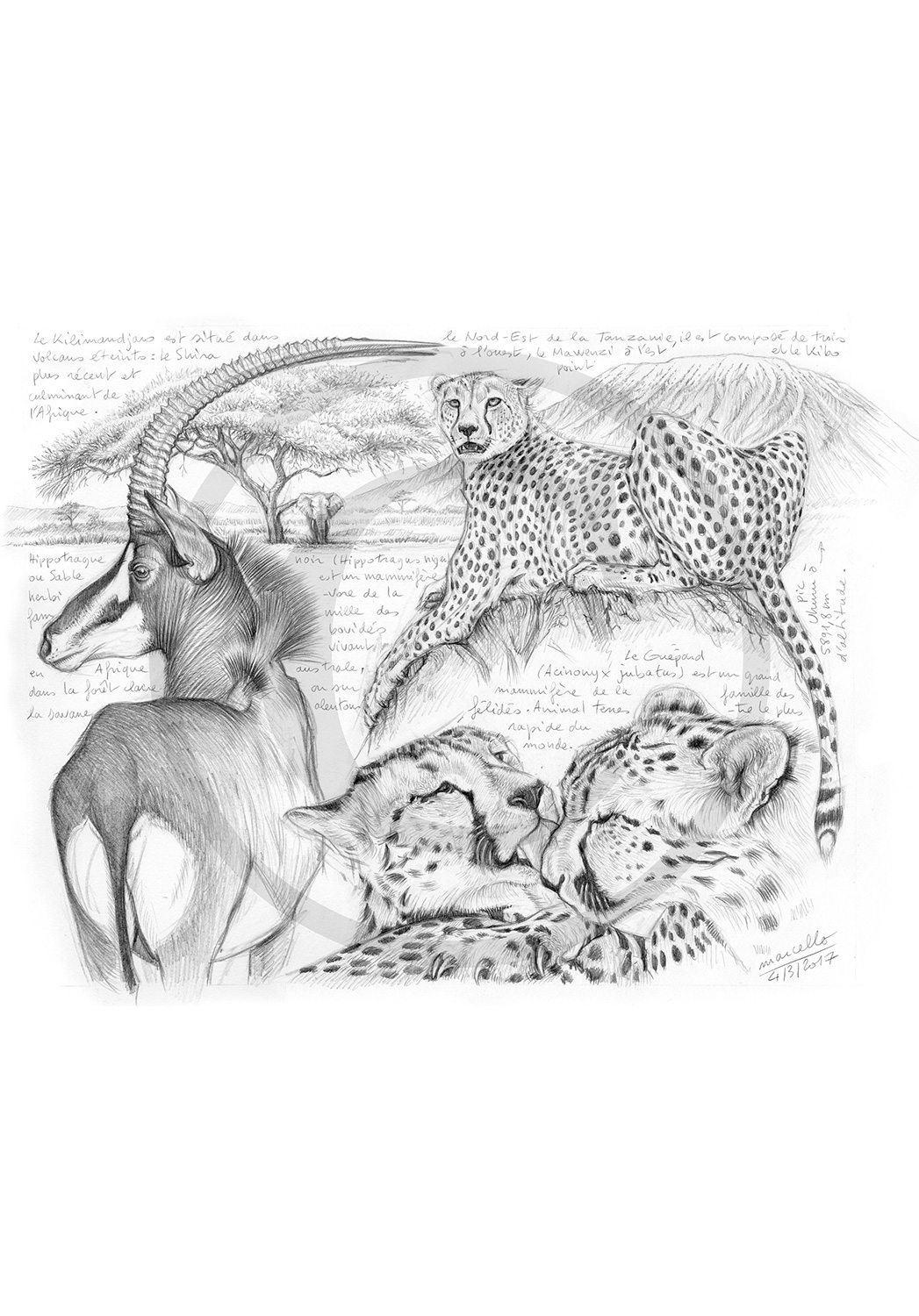 Marcello-art: African Wildlife 363 Cheetah and sable antelope