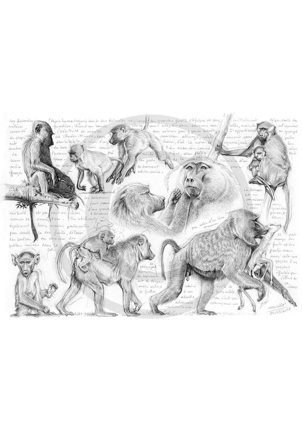 Marcello-art: African Wildlife 365 - Cynocephals