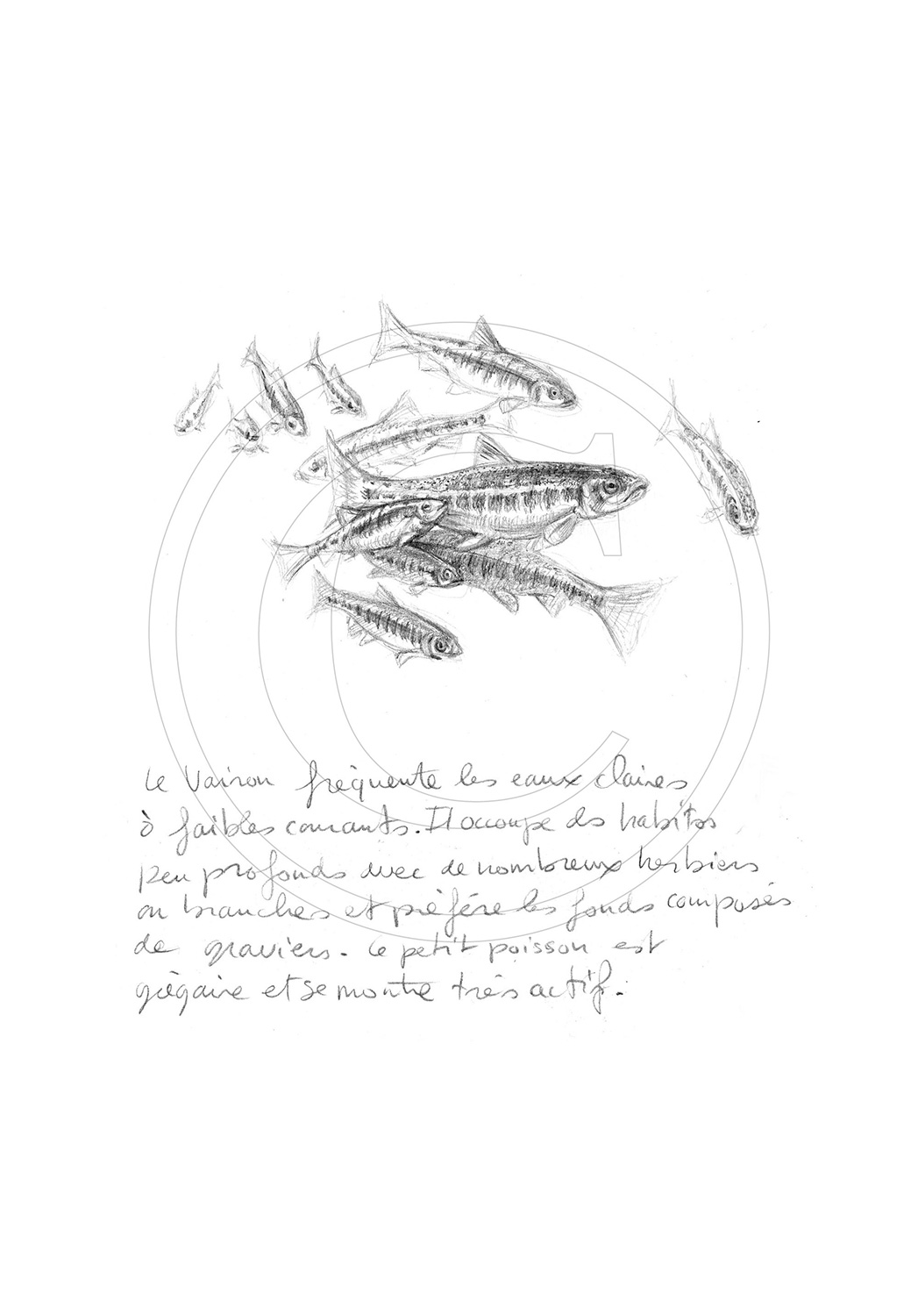 Marcello-art: Aquatic fauna 45 - Minnows