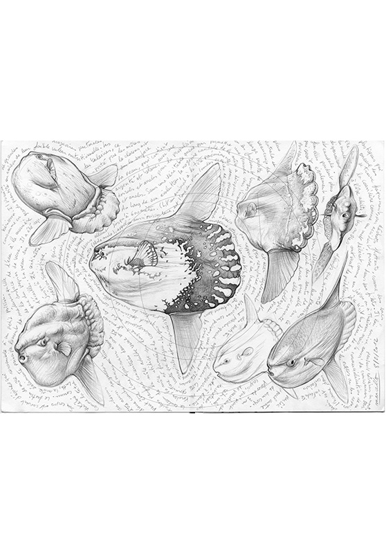 Marcello-art : Faune aquatique 112 - Mola mola poisson lune