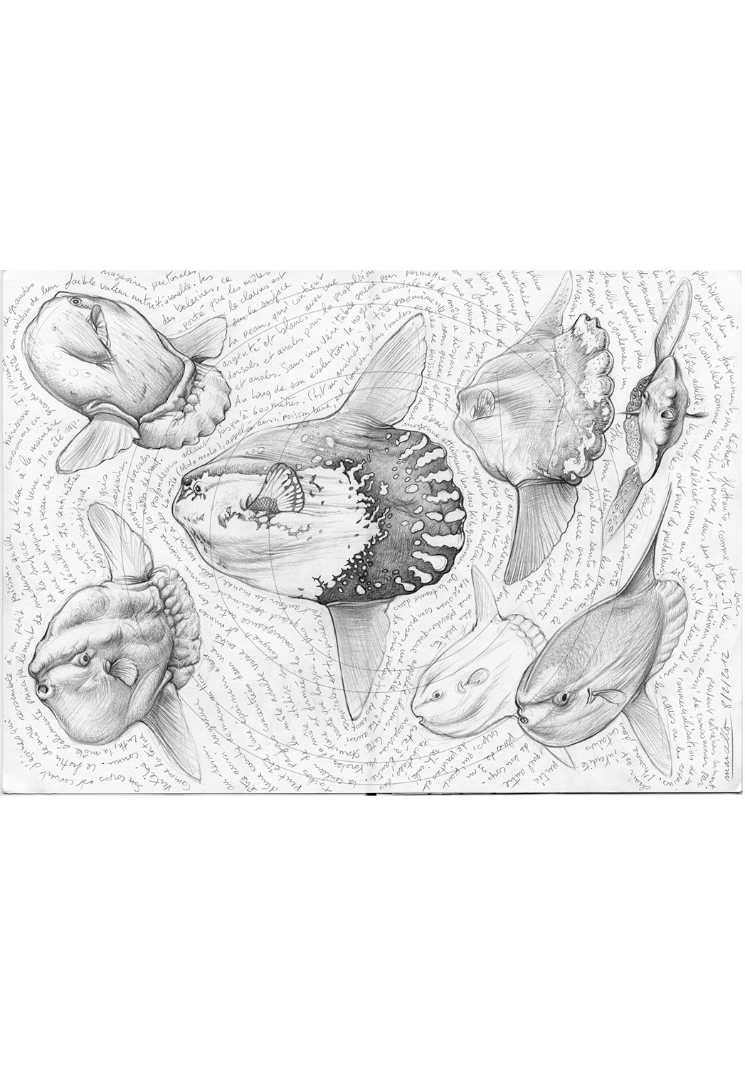 Marcello-art: Aquatic fauna 112 - Sunfish