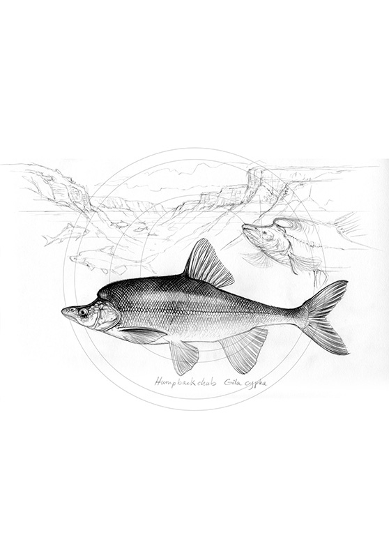 Marcello-art: Aquatic fauna 113 - Humpback-chub-gila-cypha