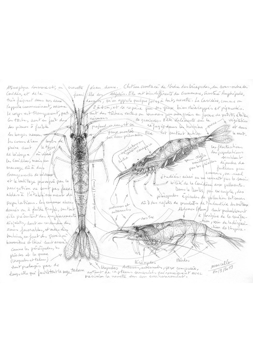 Marcello-art: Aquatic fauna 220 - Freshwater shrimp