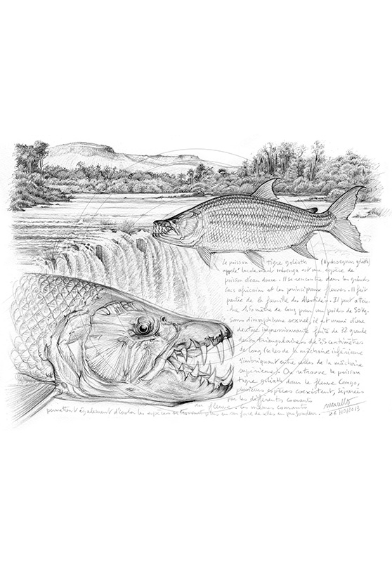 Marcello-art : Faune aquatique 242 - Poisson tigre goliath