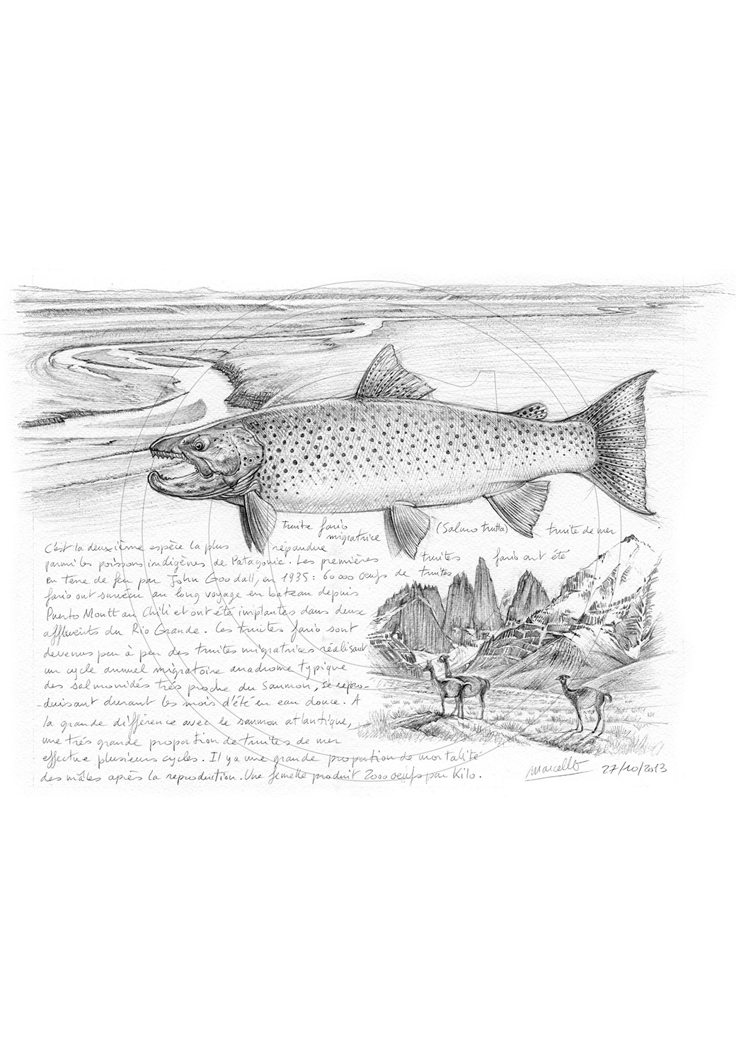 Marcello-art: Aquatic fauna 243 - Sea trout