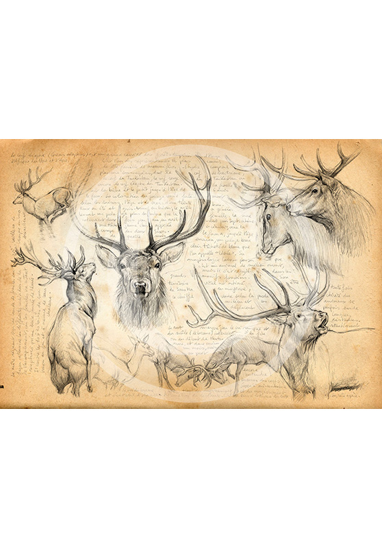 Marcello-art: Fauna temperate zone 52 - Red Deer 02