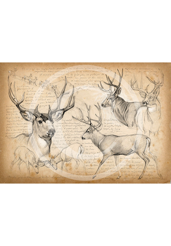 Marcello-art: Fauna temperate zone 57 - Mule deer