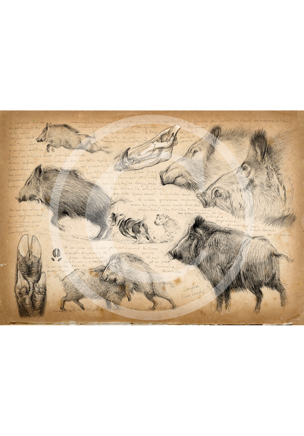 Marcello-art: Fauna temperate zone 58 - Boar