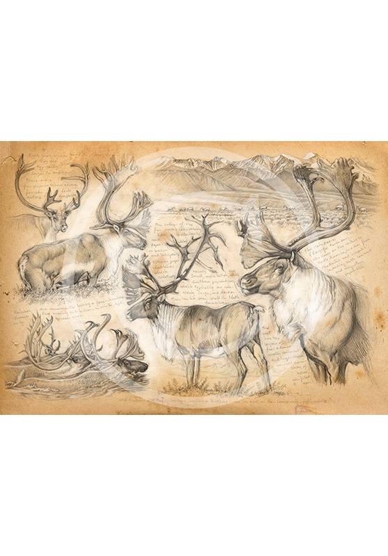 Marcello-art: Fauna temperate zone 190 - Mountain caribou