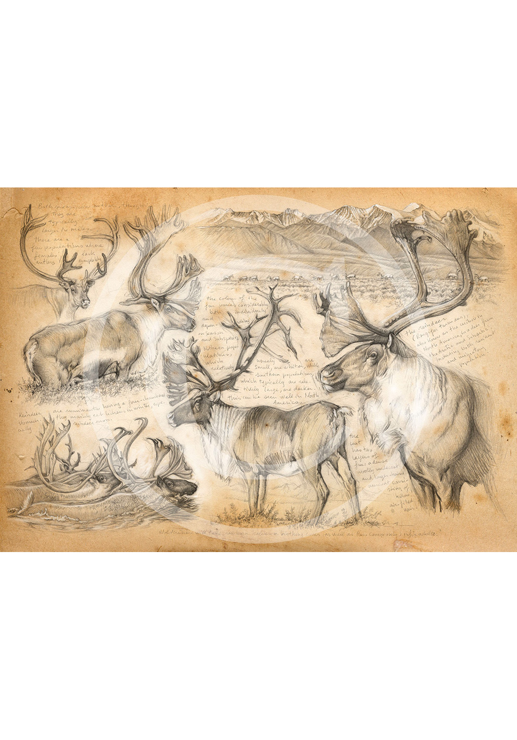 Marcello-art : Faune zone tempérée 190 - Caribou des montagnes