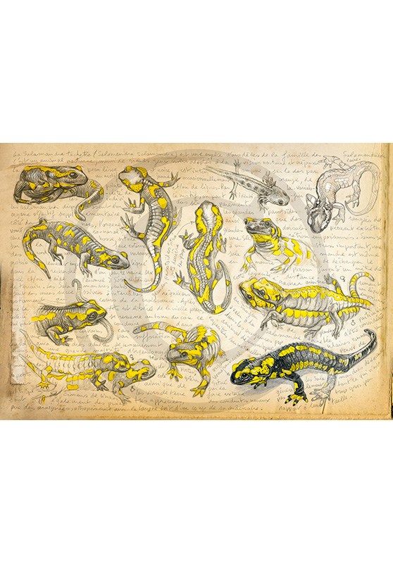 Marcello-art: Fauna temperate zone 95 - Salamander