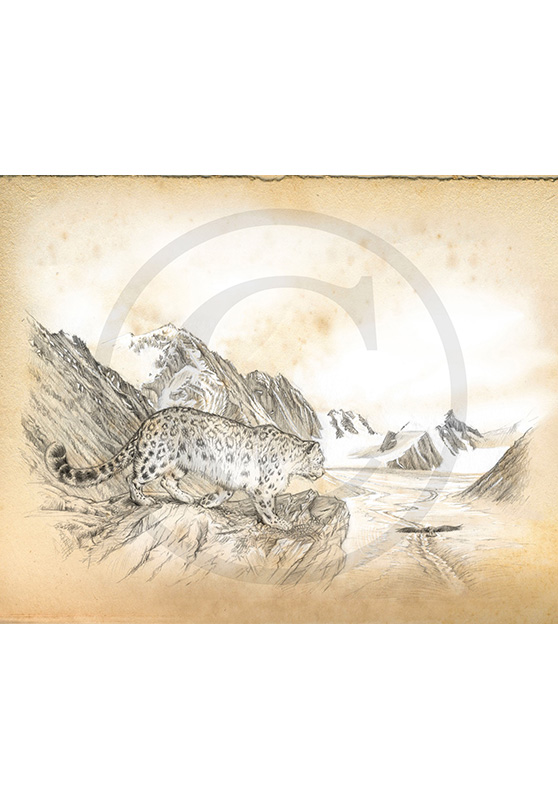 Marcello-art: Fauna temperate zone 200 - Sayat - Snow Leopard