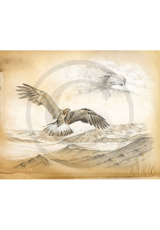 Marcello-art: Fauna temperate zone 201 - Sayat - Eagle