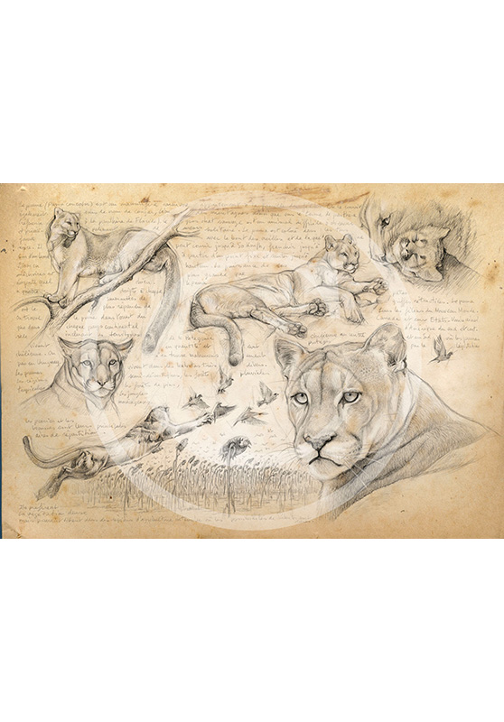 Marcello-art: Fauna temperate zone 241 - Mountain Lion