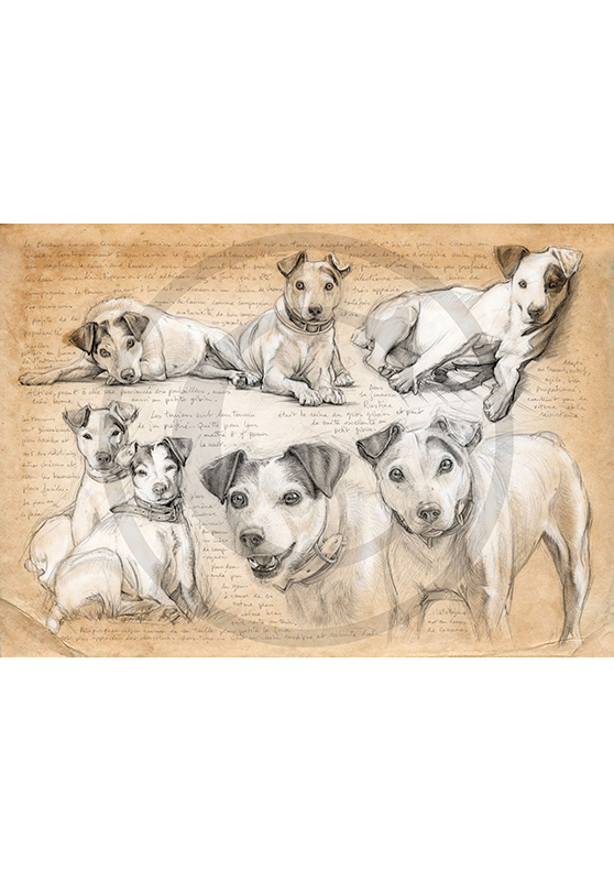Marcello-art: Fauna temperate zone 258 - Parson Russell Terrier