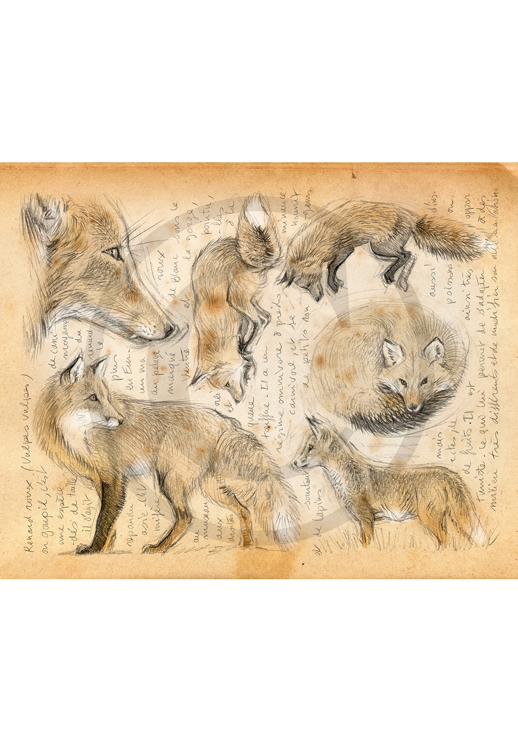 Marcello-art: Fauna temperate zone 336 - Red fox