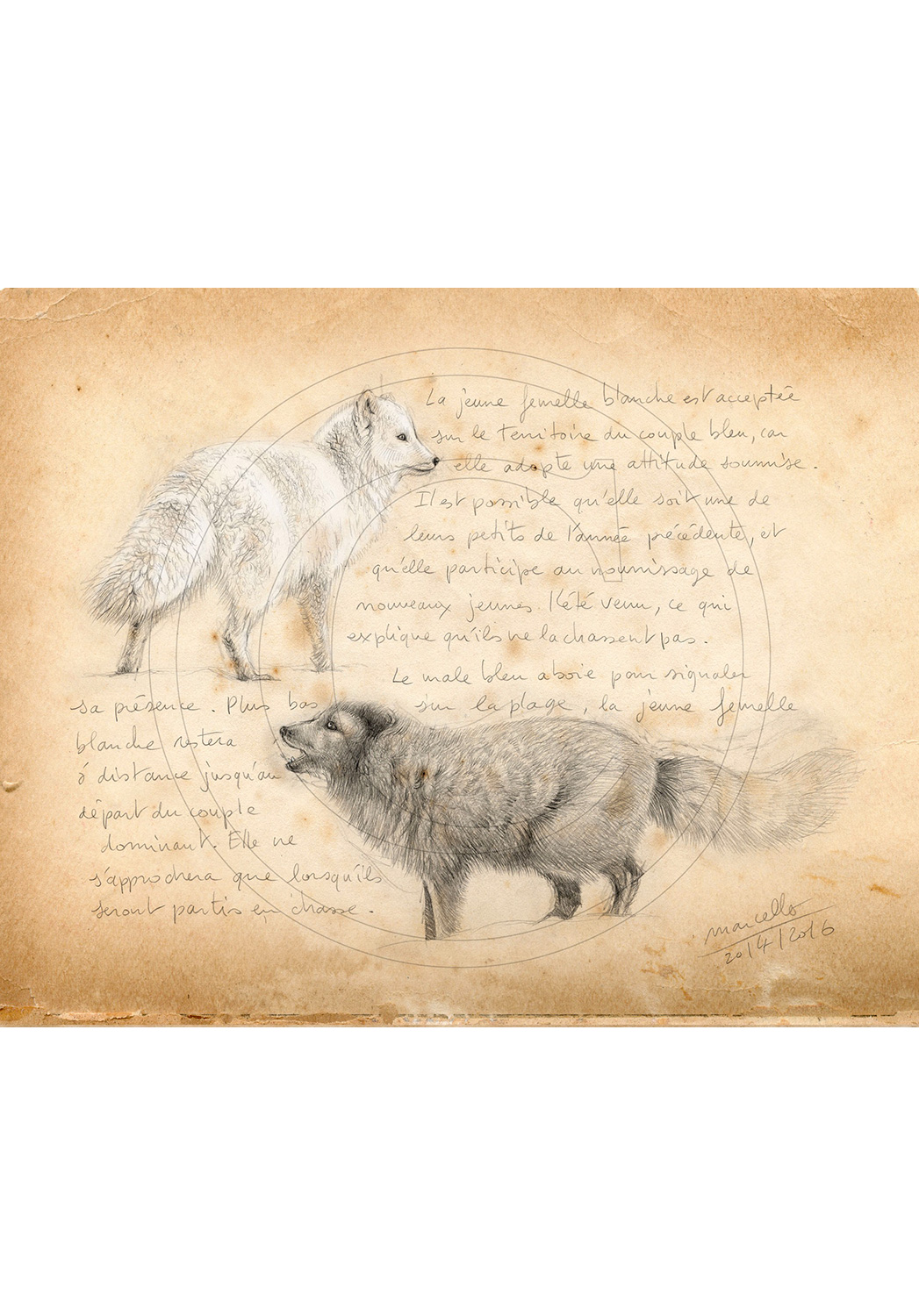 Marcello-art: Fauna temperate zone 341 - Melrakki, couple polar foxes