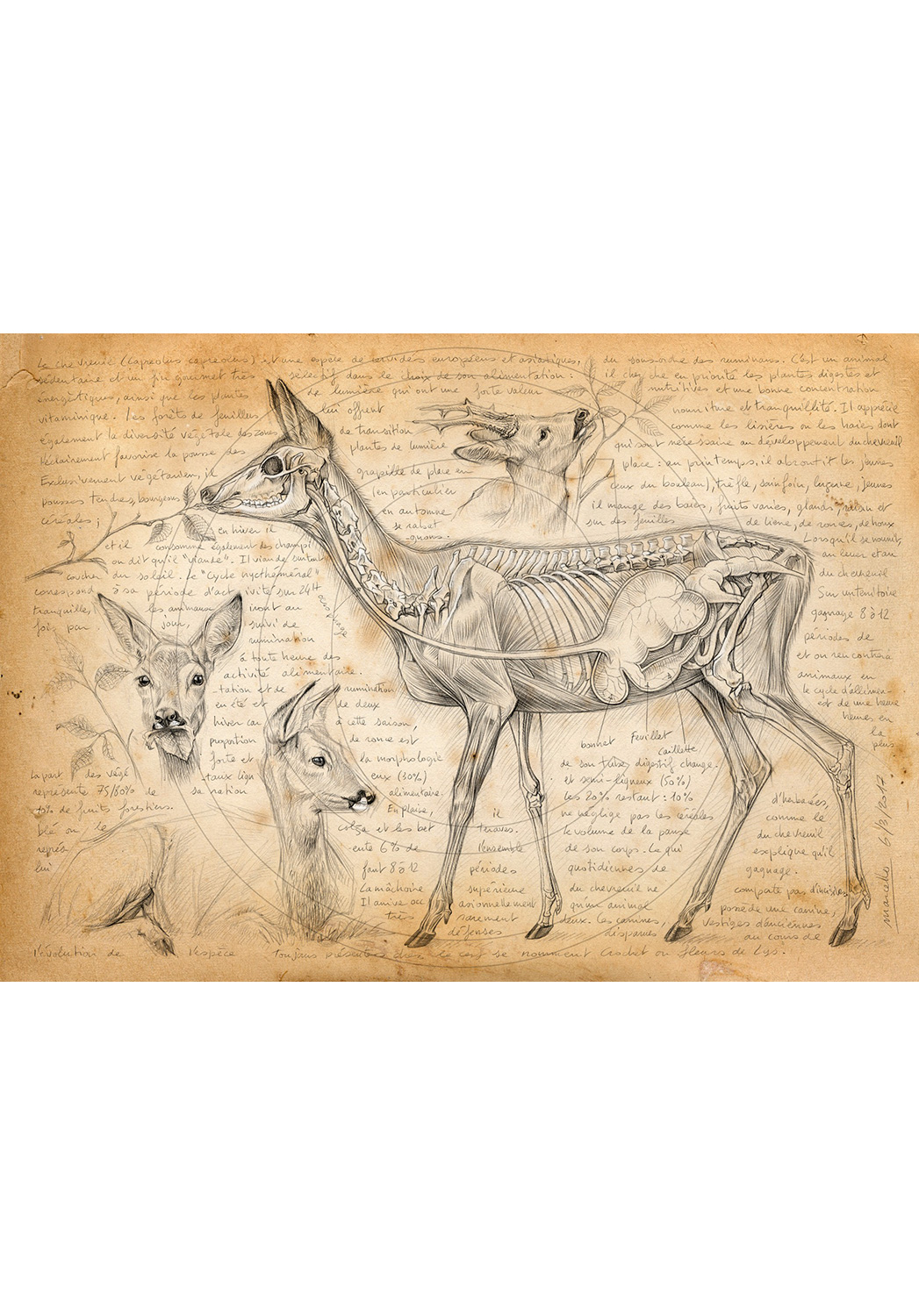Marcello-art: Fauna temperate zone 361 - Rumination of deer
