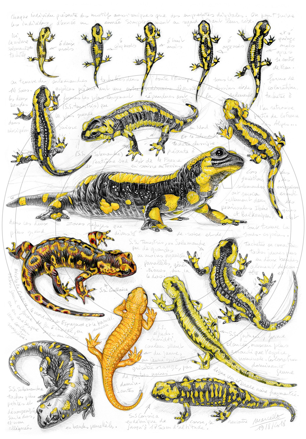 Marcello-art: Fauna temperate zone 383 - Salamanders subspecies