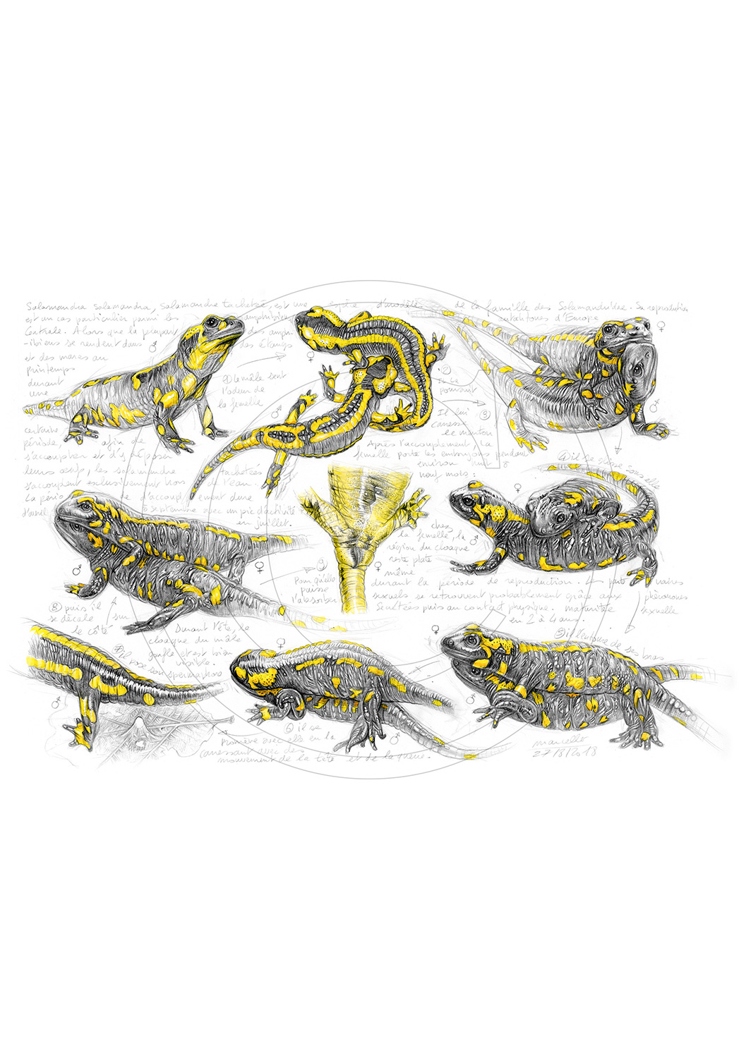 Marcello-art : Faune zone tempérée 384 - Accouplement salamandre