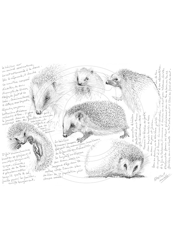 Marcello-art: Wild temperate zones 23 - Hedgehog
