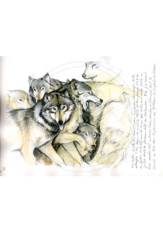Marcello-art: Wild temperate zones 25 - Wolf