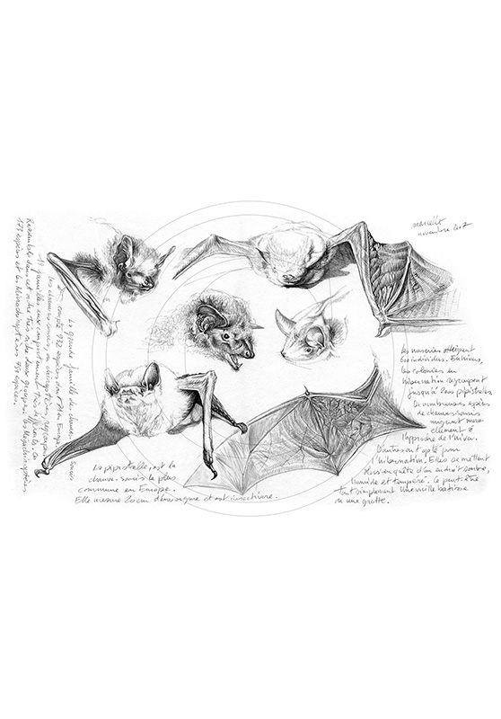 Marcello-art: Wild temperate zones 31 - Bat