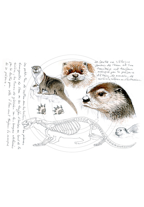 Marcello-art: Wild temperate zones 32 - Otter
