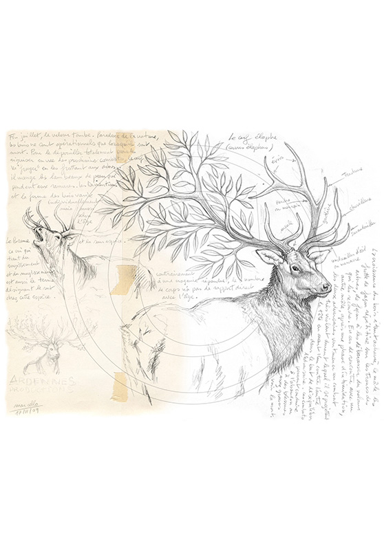 Marcello-art: Wild temperate zones 16 - Wood of deer
