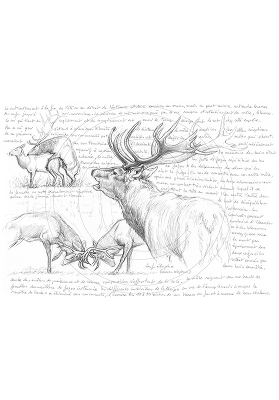 Marcello-art: Wild temperate zones 44 - Deer elaphe