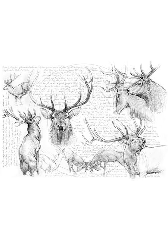 Marcello-art: Wild temperate zones 52 - Red Deer 02